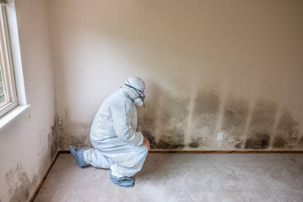 Best Black Mold Removal  in Rhome, TX